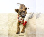 Small Photo #5 Plott Hound-Unknown Mix Puppy For Sale in Hot Springs Village, AR, USA