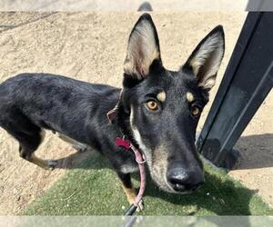 German Shepherd Dog Dogs for adoption in HESPERIA, CA, USA