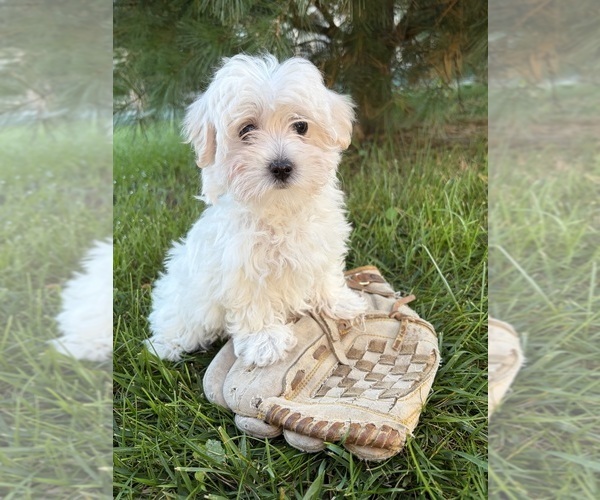 Medium Photo #2 Maltese Puppy For Sale in MIDDLEBURY, IN, USA
