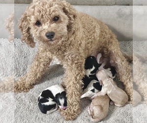 Mother of the Cavapoo (Miniature) puppies born on 09/04/2026