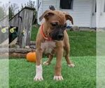Small Photo #2 Boxer Puppy For Sale in ARTHUR, IL, USA