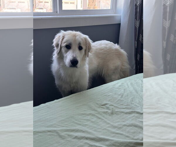 Medium Photo #4 Great Pyrenees Puppy For Sale in Minneapolis, MN, USA