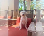 Small Mutt