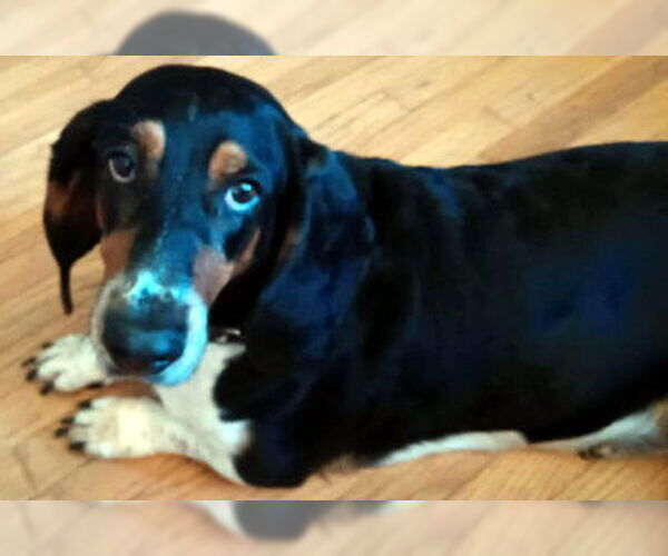 Medium Photo #4 Basset Hound Puppy For Sale in Deepwater, NJ, USA
