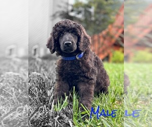 Poodle (Standard) Puppy for sale in BURNS, TN, USA