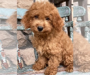 Goldendoodle (Miniature) Puppy for sale in CAPON BRIDGE, WV, USA