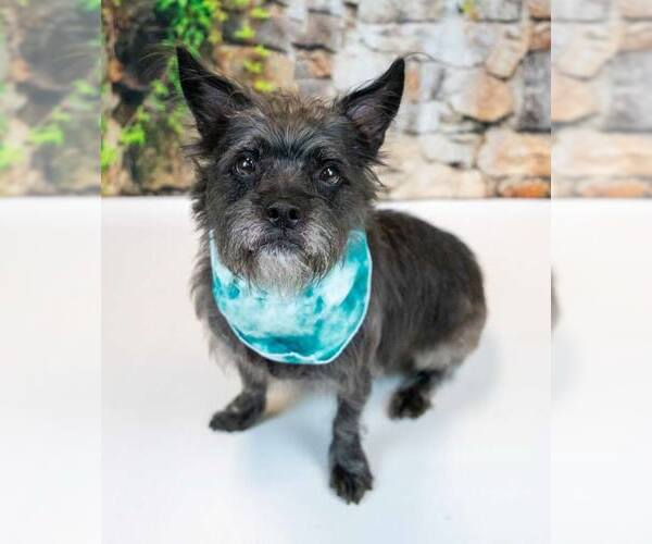 Medium Photo #6 Mutt Puppy For Sale in Kennesaw, GA, USA