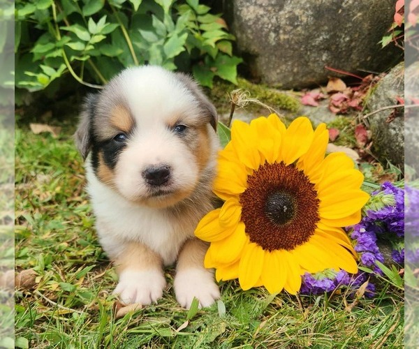 Medium Photo #1 Miniature Australian Shepherd Puppy For Sale in SANDOWN, NH, USA