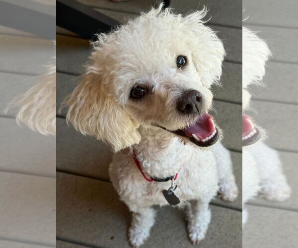 Medium Photo #3 Poodle (Miniature) Puppy For Sale in Pacolet, SC, USA