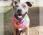 Small American Staffordshire Terrier Mix