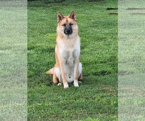 German Shepherd Dog-Huskies  Mix Dogs for adoption in Rolesville, NC, USA
