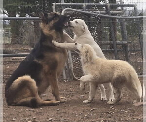 **LATTE - Female Aussie Pyrenees Dog for Adoption - Photo #4