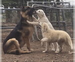 Small Photo #4 Aussie Pyrenees Puppy For Sale in Peralta, NM, USA