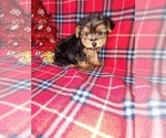 Puppy 2 Yorkshire Terrier