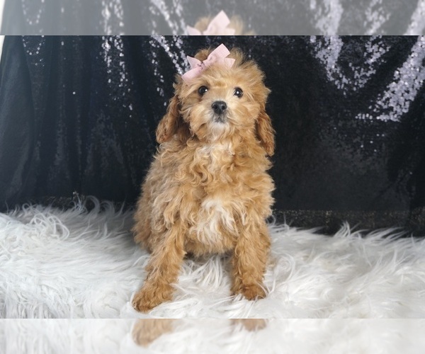 Medium Photo #19 Poodle (Toy) Puppy For Sale in WARSAW, IN, USA