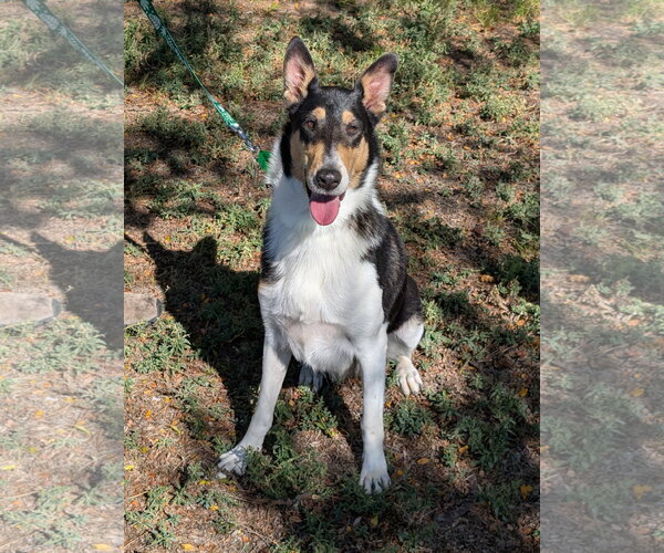 Medium Photo #3 Collie Puppy For Sale in Pueblo West, CO, USA