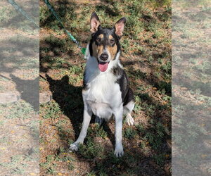 Lady - Female Collie Dog for Adoption - Photo #3