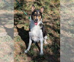 Small Photo #3 Collie Puppy For Sale in Pueblo West, CO, USA