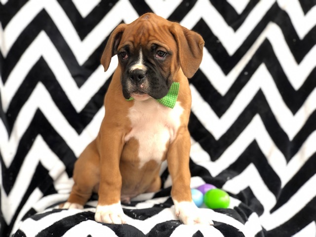 Medium Photo #2 Boxer Puppy For Sale in EAST EARL, PA, USA