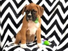 Small Photo #2 Boxer Puppy For Sale in EAST EARL, PA, USA