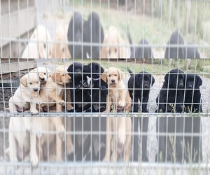 Labrador Retriever Litter for sale in OLYMPIA, WA, USA