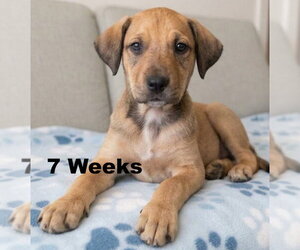 Boxer-Unknown Mix Dogs for adoption in Grovertown, IN, USA