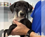Small Retriever Mix