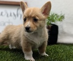 Small #2 Pembroke Welsh Corgi