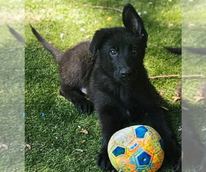 German Shepherd Dog-Unknown Mix Dogs for adoption in Woodbury, NY, USA