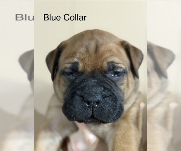 Medium Photo #6 Bullmastiff Puppy For Sale in MARYSVILLE, OH, USA