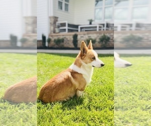 Father of the Pembroke Welsh Corgi puppies born on 01/05/2026