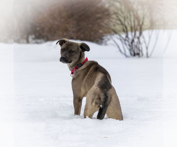 Medium Photo #11 Mutt Puppy For Sale in Oak Bluffs, MA, USA