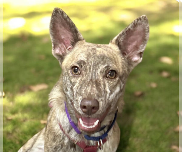 Medium Photo #1 Mutt Puppy For Sale in San Ramon, CA, USA