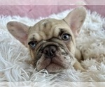 Small #3 French Bulldog