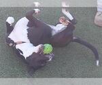 Small #1 American Pit Bull Terrier