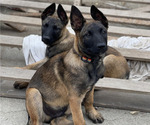 Small Photo #32 Belgian Malinois Puppy For Sale in ONTARIO, CA, USA