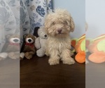 BichPoo puppies - Male Bichpoo Puppy for Sale - Photo #41