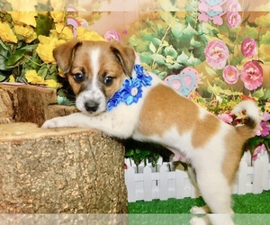 Jack Russell Terrier Puppy for sale in HAMMOND, IN, USA