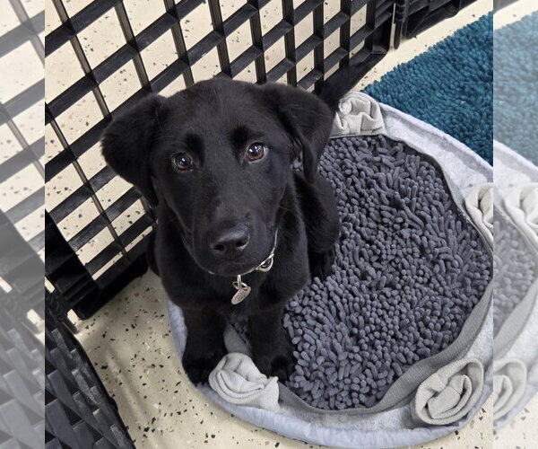 Medium Photo #4 Border Collie-Unknown Mix Puppy For Sale in Overland Park, KS, USA