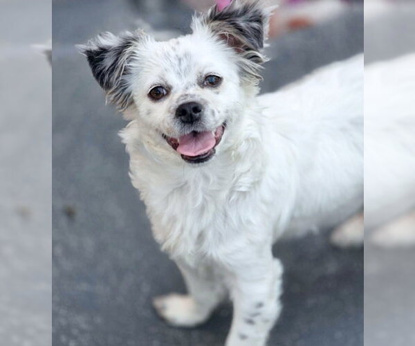 Medium Photo #2 Chiranian Puppy For Sale in Chino Hills, CA, USA