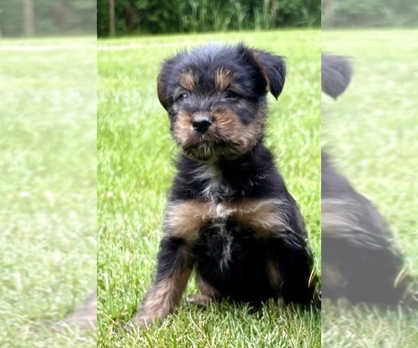 Medium Photo #3 Yorkshire Terrier Puppy For Sale in FAIR HAVEN, MI, USA