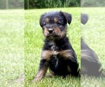 Small #2 Yorkshire Terrier