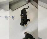 Small Rottweiler Mix