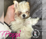 Small #1 Maltese Mix