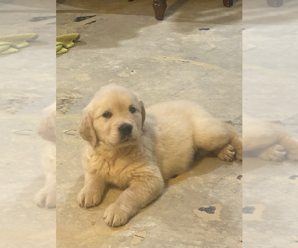 Medium Photo #10 English Cream Golden Retriever Puppy For Sale in BEAUMONT, CA, USA