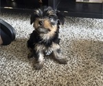 Small Yorkshire Terrier