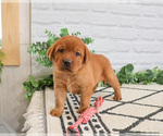 Small #1 Labrador Retriever