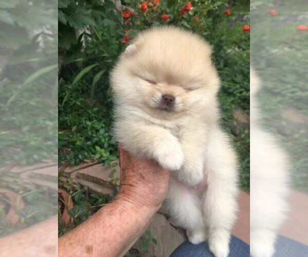 Medium Photo #1 Pomeranian Puppy For Sale in SPRINGVILLE, UT, USA