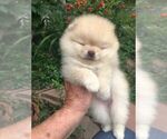 Small Photo #1 Pomeranian Puppy For Sale in SPRINGVILLE, UT, USA