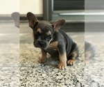 Small Photo #6 French Bulldog Puppy For Sale in PEMBROKE, KY, USA